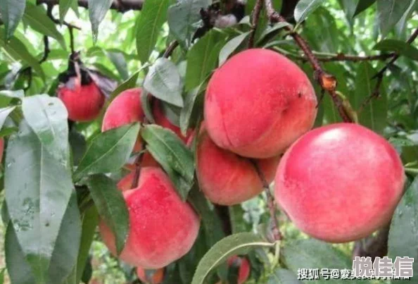 窈授水蜜桃味果冻哺乳期可以吃吗我们队伍向太阳2010年