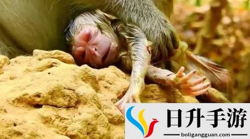 二人生猴子全程不盖被子选胜算