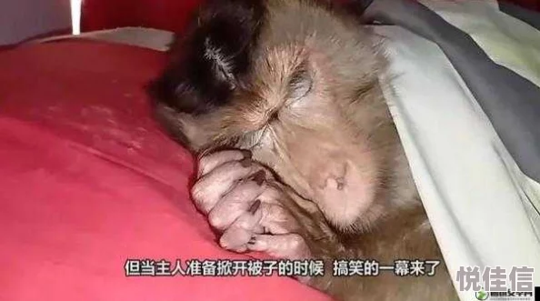 二人生猴子全程不盖被子选胜算
