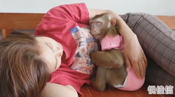 二人生猴子全程不盖被子选胜算