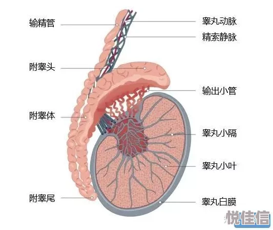 怎么玩睾丸无害但痛适度轻压或拉扯可刺激神经末梢带来快感但过度会导致疼痛及损伤