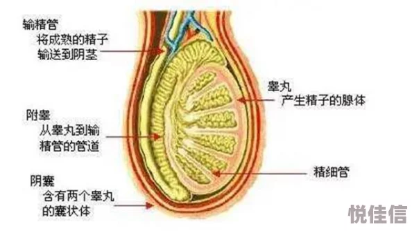 怎么玩睾丸无害但痛适度轻压或拉扯可刺激神经末梢带来快感但过度会导致疼痛及损伤