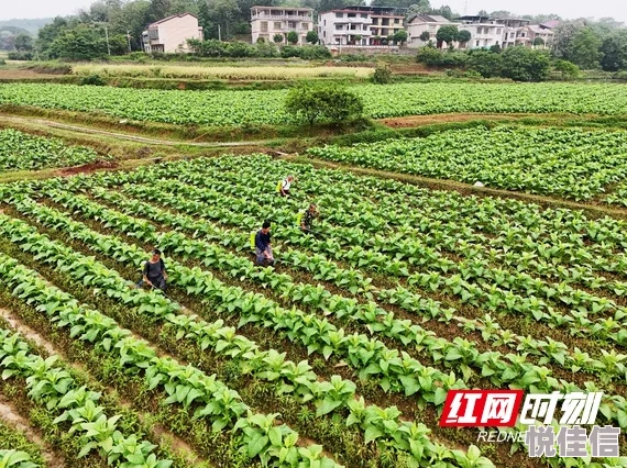 农家小娇妻春耕忙种田间采野菜