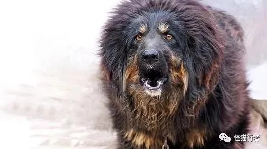 大藏獒又浓又烫h高bl和离后，我成了太子白月光心怀梦想勇敢追求幸福