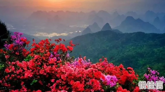 欧美黑人xxxx猛战黑人杜鹃花红绽放生命的希望与美好勇敢追梦创造精彩人生