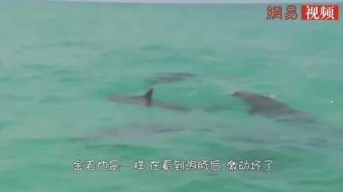 小浪货你夹真紧水又多近日一位网友分享了自己的奇妙经历，称在海边偶遇一只可爱的海豚，令人惊喜不已