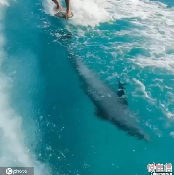 小浪货你夹真紧水又多近日一位网友分享了自己的奇妙经历，称在海边偶遇一只可爱的海豚，令人惊喜不已