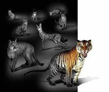 挠尿口研究取得新突破科学家发现影响猫科动物尿频的基因