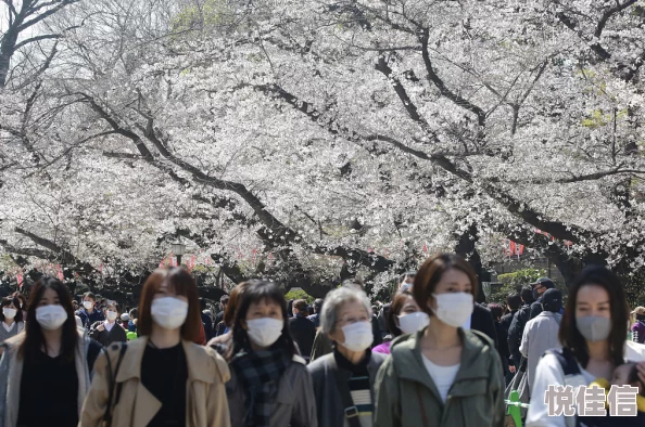 Tokyo樱花盛开游客如织春日赏樱正当时各大公园人流涌动