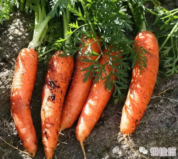 米塔胡萝卜，产地介绍与特色解析
