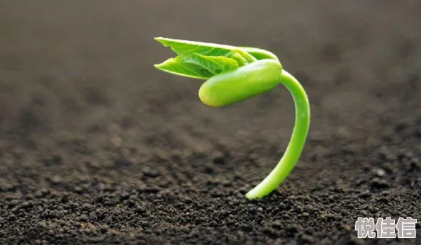 2025年有哪些关于植物的有趣游戏值得期待？